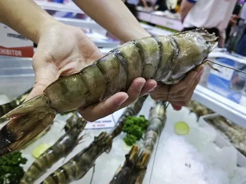 Trung Quốc ồ ạt mua tôm Việt, lần đầu soán vị trí nhập khẩu số 1 từ Mỹ