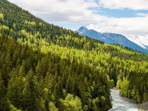 Gỗ Canada mở ra tiềm năng mới cho các nhà sản xuất Việt Nam