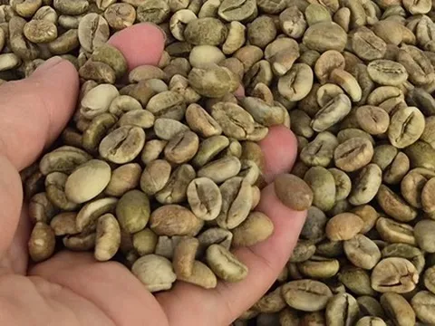 Giá cà phê hôm nay 19-9: Giá cà phê tại Mỹ phá kỷ lục