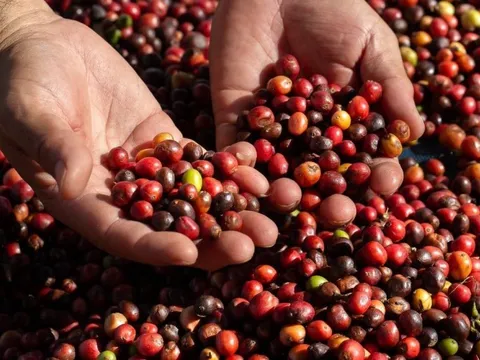 Xuất khẩu cà phê: Giá có xu hướng biến động nhẹ, liệu còn kéo dài "giai đoạn vàng"?