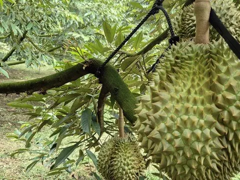 Giá "sầu riêng VIP" lên tới 115.000 đồng/kg, hàng lỗi chỉ 20.000 đồng