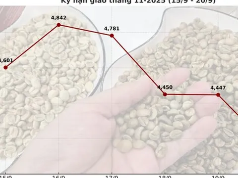 Giá cà phê hôm nay 20-9: Chốt tuần sụp mạnh