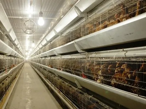 Bùng nổ IPO sau nhiều năm lặng sóng