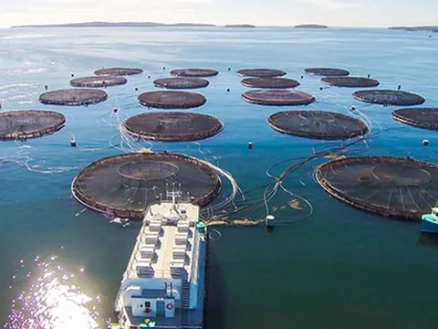 Nga, châu Âu đang đua nhau săn lùng một ‘mỏ vàng’ từ Việt Nam: Thu về hơn nửa tỷ USD sau 8 tháng, nước ta vươn lên đứng Top 5 thế giới