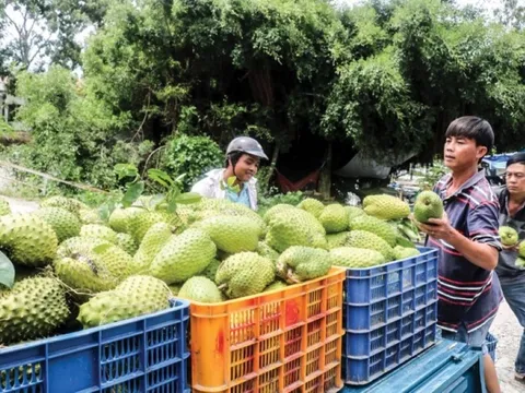 Việt Nam sở hữu loài cây “đổi đời” nông dân thu tiền tỷ mỗi năm