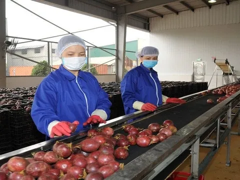 Một ngành hàng của Việt Nam công bố con số kỷ lục gần 1,3 tỷ USD, Trung Quốc có đóng góp lớn