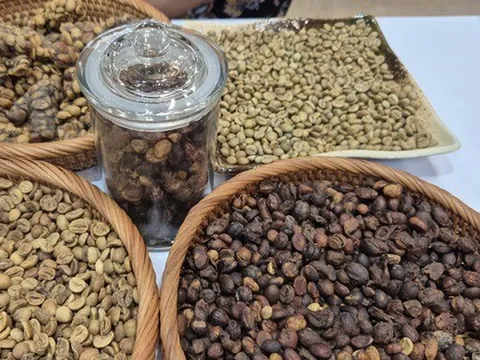 Giá cà phê hôm nay 21-9: Chạm đáy tuần, xuất khẩu cà phê sang Mỹ tăng đột biến
