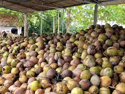 Dừa khô tăng giá kỷ lục