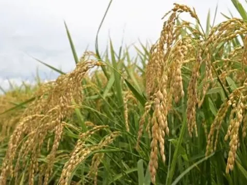 Buồn của nền kinh tế lớn thứ 4 thế giới: Nhập khẩu gạo tăng gấp 200 lần vẫn không thể giảm giá, người dân chỉ ưa chuộng gạo nội địa