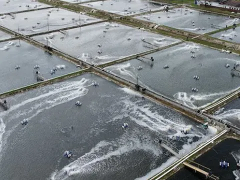 Một đặc sản tỷ đô của Việt Nam được Mỹ, châu Âu đua nhau mua hàng: Vừa thu về 1.4 tỷ USD, cả thế giới tranh nuôi nhưng chỉ nước ta thắng lớn