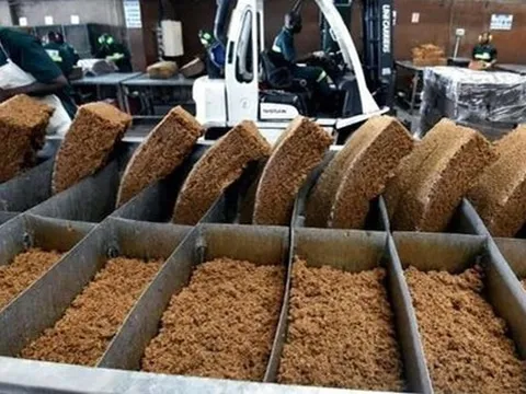 Hàng chục nghìn tấn 'vàng trắng' của Việt Nam được Indonesia đổ tiền mua: 1/3 thế giới ưa chuộng, nước ta sở hữu diện tích trồng hơn 900.000 ha