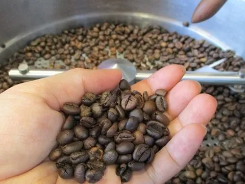 Giá cà phê hôm nay 23-9: Bật tăng 3 con số