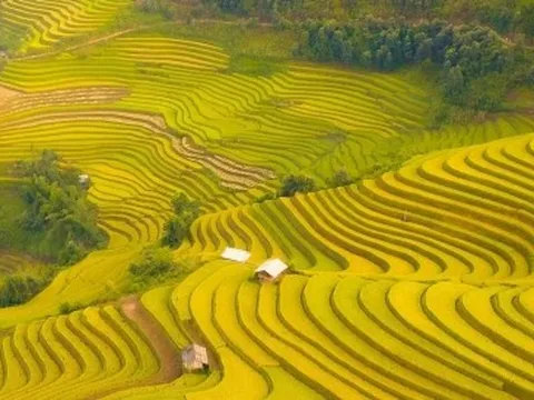 Soi giá loạt tour ngắm mùa lúa chín Tây Bắc đang hot nhất hiện nay