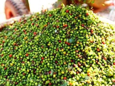 Giá tiêu hôm nay tiếp tục đi ngang, cao nhất 150.000 đồng/kg