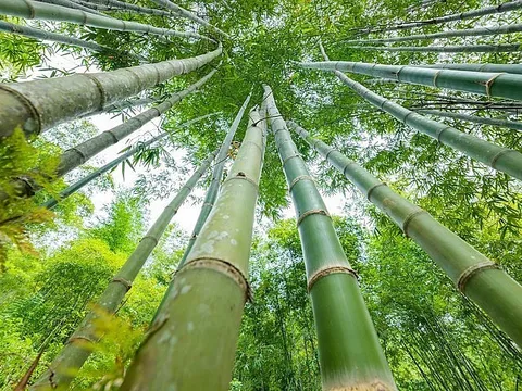 Xứ Thanh sở hữu loài cây “đổi đời” nông dân: “Mỏ vàng” giúp thu hàng chục tỷ/năm, xuất khẩu cả nước ngoài