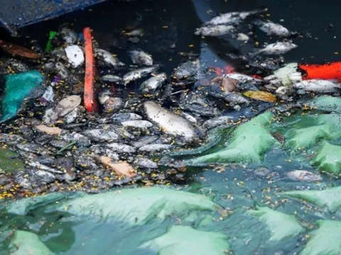Hà Nội: Cá chết xuất hiện trên sông Tô Lịch, màu nước không còn trong xanh