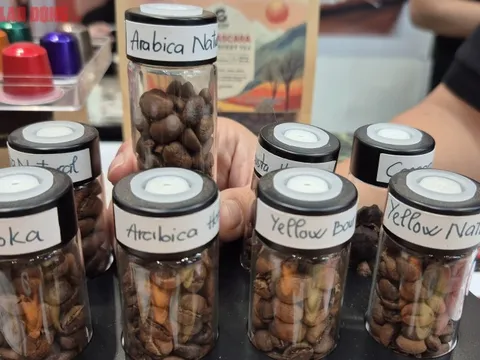 Giá cà phê hôm nay 24-9: Giảm rất mạnh