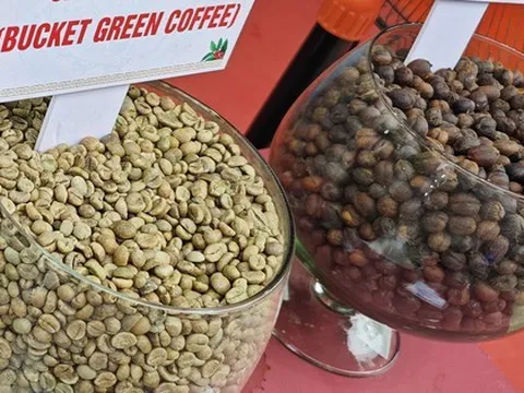 Giá cà phê hôm nay 25-9: Arabica, Robusta quay đầu tăng vọt