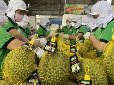 Kim ngạch xuất khẩu rau quả Việt Nam cao chưa từng có