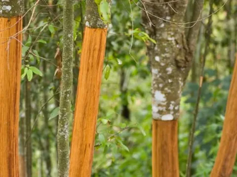 Mặt hàng Việt Nam xuất khẩu top 5 toàn cầu nhưng vẫn đang chi tỷ USD nhập nguyên liệu