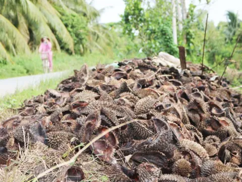 Thứ vỏ từng bị vứt bỏ gây hại cho môi trường, giờ trở thành “mỏ vàng” lộ thiên