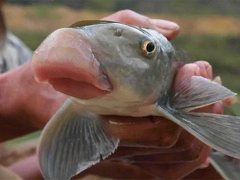 Việt Nam sở hữu loại cá quý hiếm được mệnh danh là “báu vật ” dưới nước: Thế giới chỉ 2 quốc gia có