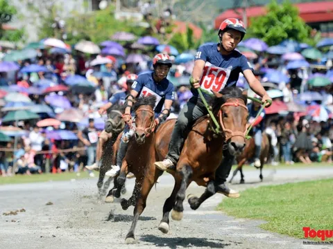 Đã có dự thảo về cá cược đua ngựa, hiện tại Việt Nam đang có trường đua ngựa nổi bật nào?