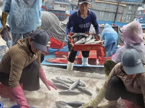 Tàu cá nối đuôi nhau cập bờ, ngư dân tất bật bán hải sản 'chạy bão' Bualoi