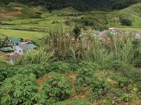 Vết nứt dài gần 200m trên đỉnh đồi ở Quảng Ngãi, sơ tán khẩn 12 hộ dân