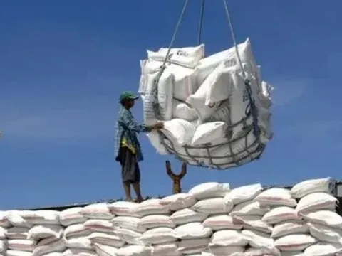 Ấn Độ siết lại xuất khẩu gạo