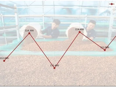 Giá cà phê hôm nay 28-9: Biến động dữ dội, kiểm soát thế nào?
