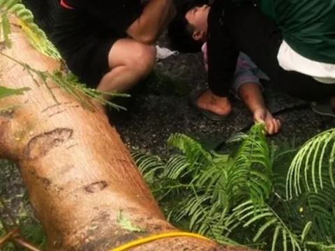 Cây phượng cổ thụ gãy ngang thân, đè trúng người đi đường ở Hải Phòng