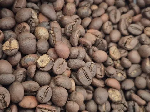 Giá cà phê hôm nay 29-9: Tuần mới giá đi về đâu?