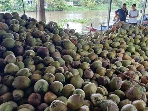 Dừa khô Thái Lan giá rẻ tìm đường đổ bộ sang Việt Nam