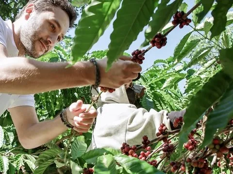 Giá cà phê hôm nay 30-9: Giảm nhẹ, mùa thu hoạch bắt đầu