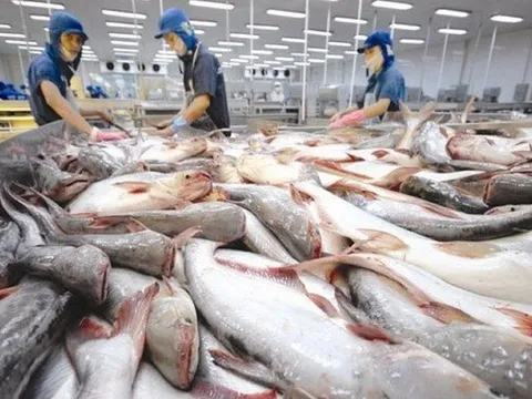 Doanh thu từ Mỹ và Trung Quốc lao dốc, Vĩnh Hoàn hụt đà tăng trưởng