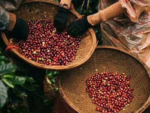 Hàng chục nghìn tấn 'hạt vàng' của Việt Nam đổ bộ Nga với giá cực đắt: thuế xuất khẩu 0%, nước ta là ông trùm lớn thứ 2 thế giới