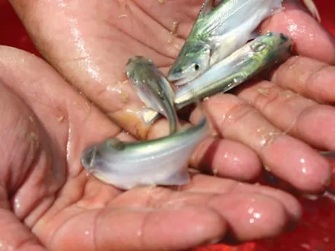 Việt Nam sở hữu ‘kho báu’ dưới lòng sông: Giá lên đến 350.000/kg, thịt thơm ngọt