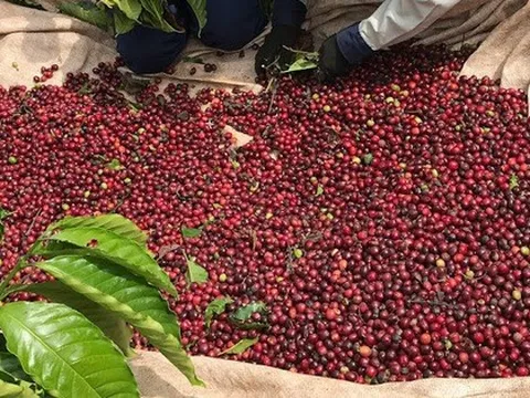 Giá cà phê hôm nay 1-10: Quay đầu tăng, khép lại vụ cà phê cũ như mơ