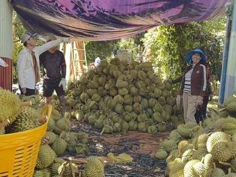 Giá sầu riêng giảm sâu nhưng xuất khẩu vẫn tăng mạnh