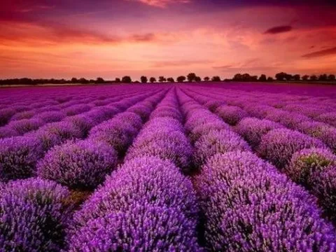 Giữa lùm xùm bị "rút ruột" gần 5.900 tỷ, một cổ phiếu chứng khoán bất ngờ "tím lịm" sau khi rót vốn vào công ty tài sản mã hóa