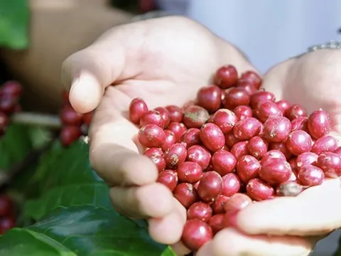 Giá cà phê hôm nay 2-10: Tăng vọt khó tin