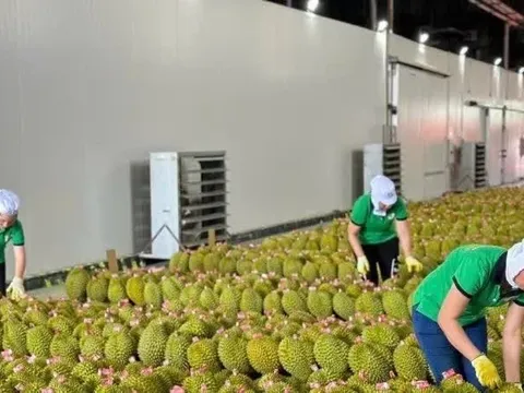 Xuất khẩu sầu riêng tăng mạnh