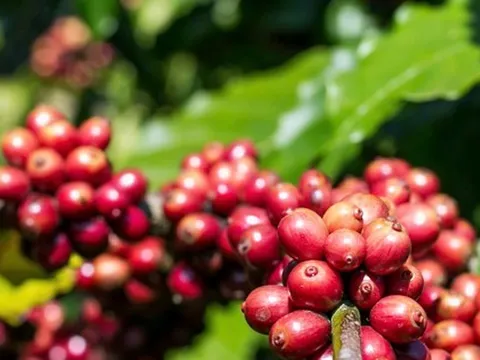 Giá cà phê hôm nay 3-10: Giảm, bức tranh thu hoạch Robusta toàn cầu ra sao?