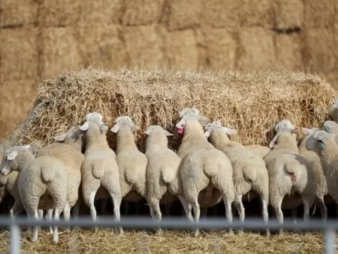 Trung Quốc bất ngờ gom mạnh một loại nguyên liệu quan trọng từ Úc do nguồn cung khan hiếm, giá tăng vọt 11 tháng liên tiếp