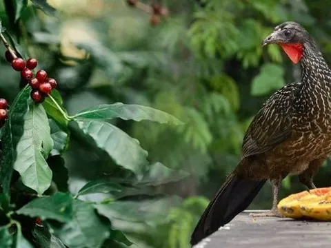 Giống đến 90% cà phê chồn từ Việt Nam, quốc gia đối thủ đang nhân giống một loại cà phê chim có giá 35 triệu đồng/kg – được khắp Á, Âu săn đón