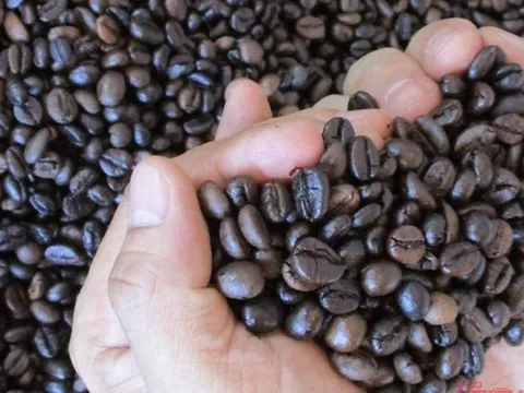 Giá cà phê hôm nay 4-10: Bùng nổ cuối tuần