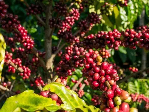 Giá cà phê hôm nay 5-10: Trong nước đang rẻ, Trung Quốc thích nhập cà phê thô