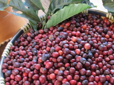 Giá cà phê hôm nay 6-10: Tuần mới có tăng?