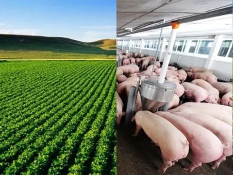 Top 10 Công ty uy tín ngành Nông nghiệp Công nghệ cao năm 2025: CP, Lộc Trời từ top 1, top 2 nay không lọt bảng xếp hạng, Dabaco, BAF dẫn trước HAGL